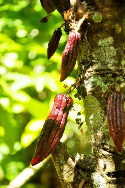 Crescita Frutti Cacao Rosso Sull Albero Durante Una Giornata Sole — Foto Stock