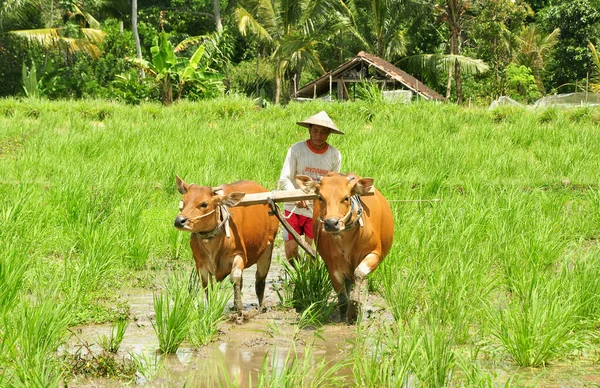BADUNG, INDONEZYA-SEPTEMBER 13 2016: Pirinç tarlasında pirinç tarlasını hazırlamak için inekleri traktör olarak kullanan geleneksel balina çiftçisi