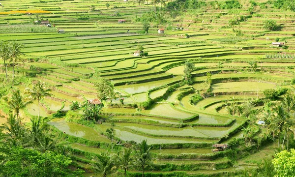 Hermosa Terraza Arroz Verde Bali Indonesia — Foto de Stock