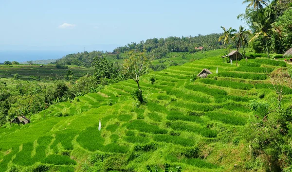 Bella Terrazza Riso Verde Bali Indonesia — Foto Stock