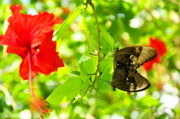 Deux Petits Papillons Suspendus Fleur Hibiscus — Photo