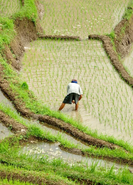 Karangasem Indonesien Februar 2017 Reisbauer Pflanzt Die Neue Reispflanze Auf — Stockfoto