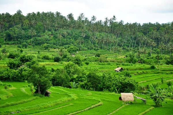 Терраса Зеленого Риса Индонезийском Острове Бали — стоковое фото