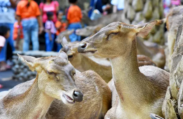 Gianyar Indonésie Mai 2018 Groupe Cerfs Qui Réveillent Autour Zoo — Photo