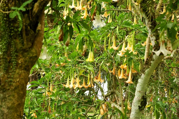 Croissance Des Fleurs Trompette Sur Arbre — Photo