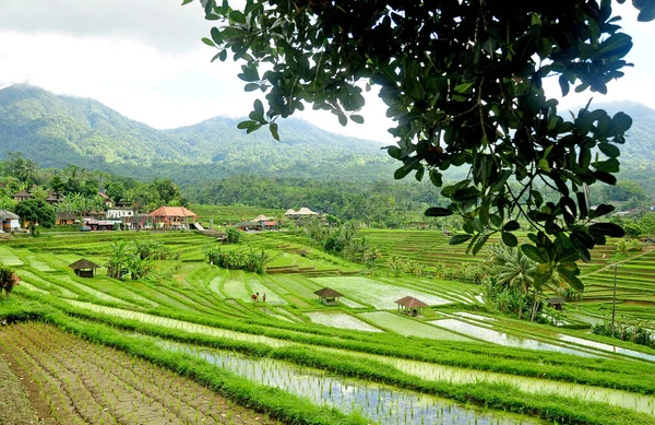 Jatiluwih Terraza Arroz Bali Indonesia Con Pequeña Planta Arroz Verde — Foto de Stock