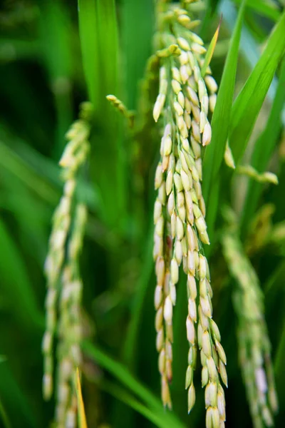 Zblízka Rýžových Fazolí Rýžovém Poli — Stock fotografie
