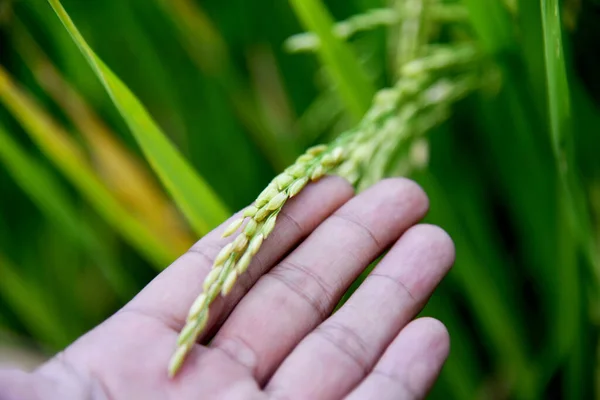 Hand holding a rice beans at the ricefield