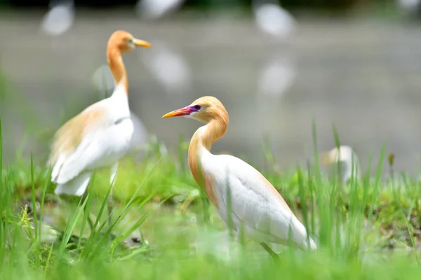 Gran Garza Blanca Jugando Cazando Comida Campo Arroz — Foto de Stock