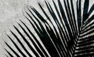 Güneşli bir günde Hindistan cevizi palmiyesinin gölgesi