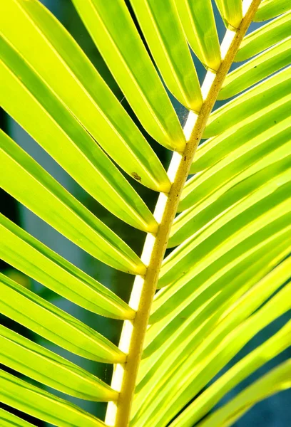 Kokospalmblad Solig Dag Med Stark Grön Gul Färg — Stockfoto