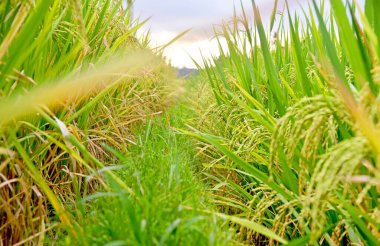 Pirinç tarlasında fasulye yakın.