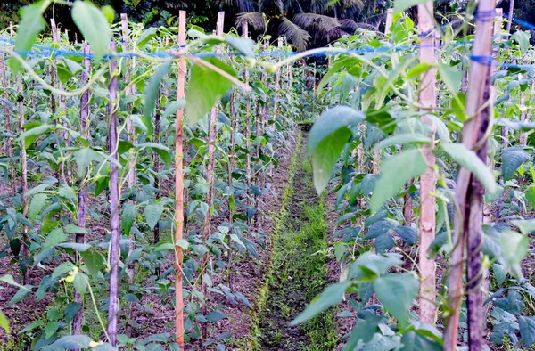 Bidang Dengan Kacang Hijau Panjang Pertumbuhan Sayuran Dengan Tongkat Bambu — Stok Foto