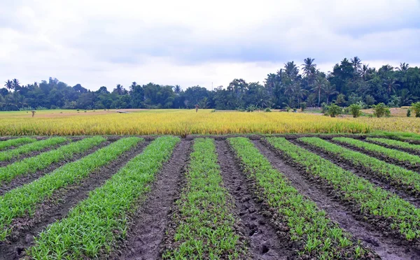 Campo Con Pequeña Planta Espinacas Agua —  Fotos de Stock