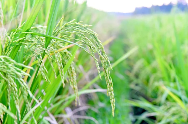 Close up of rice beans in the rice field