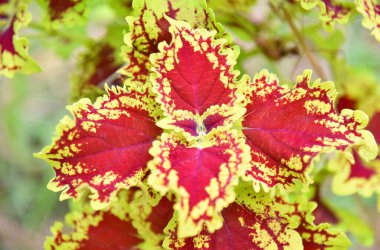 Sarı kırmızı renkli bitki güneşli bir günde