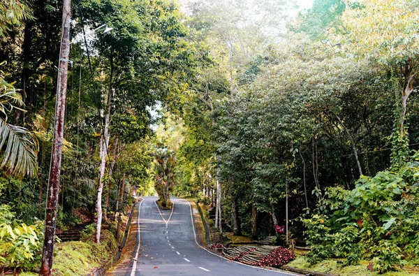 Prázdná Cesta Džungli Batukaru Tabanan Regency Bali Indonesia — Stock fotografie