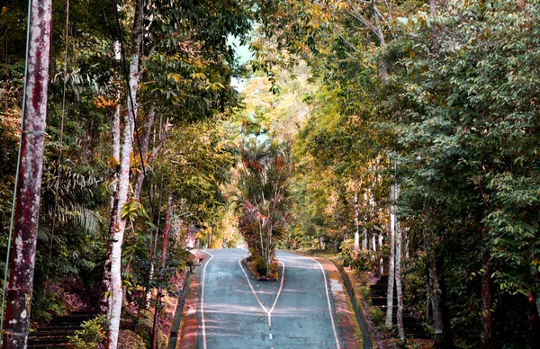 巴厘岛Tabanan县Batukaru丛林中的空旷道路 — 图库照片