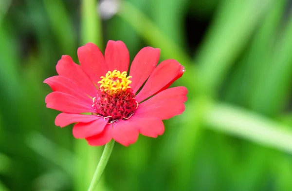緑のボケ地に赤い花 — ストック写真