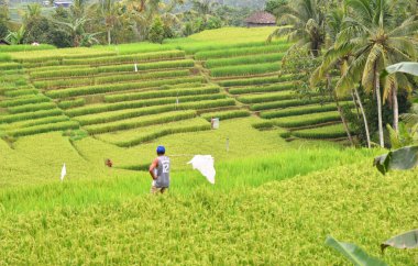 TABANAN, BALI, INDONEZYA-APRIL 09,2021: Sarı tarlanın ortasında çiftçi, tarlasını fare ve vahşi kuşlardan koruyor.