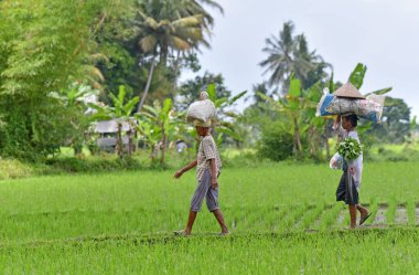 TABANAN, İNDONEZYA-ECTOBER 27,2020: Çekici kadınlar nehir kenarında yürüyor ve kafalarında bir şeyler taşıyorlar.