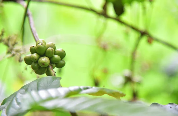 Crescita Dei Chicchi Caffè Verde Sull Albero — Foto Stock