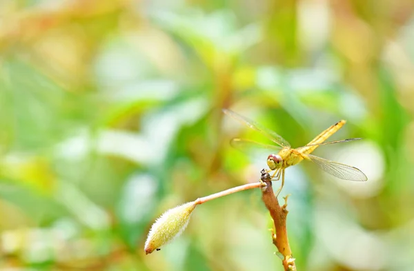 Colorful Dragonfly Hanging Plant Sunny Day — Stock Photo, Image