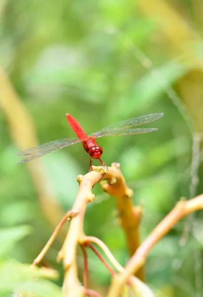 Colorful Dragonfly Hanging Plant Sunny Day — Stock Photo, Image