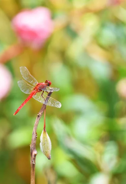 Colorful Dragonfly Hanging Plant Sunny Day — Stock Photo, Image