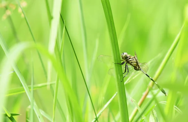 Colorful Dragonfly Hanging Plant Sunny Day — Stock Photo, Image