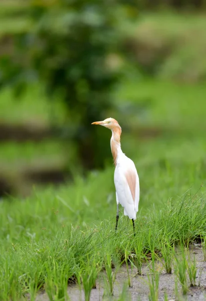 Grande Pássaro Garça Branca Brincando Caçando Comida Ricefield — Fotografia de Stock