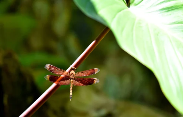 Colorful Butterfly Stand Plant Sunny Day — Stock Photo, Image