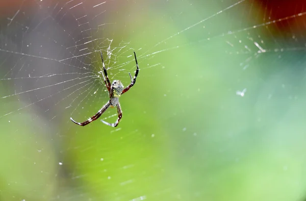 Ağında Asılı Küçük Vahşi Örümcek — Stok fotoğraf