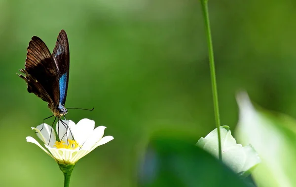 Stand Papillon Coloré Sur Plante Pendant Une Journée Ensoleillée — Photo