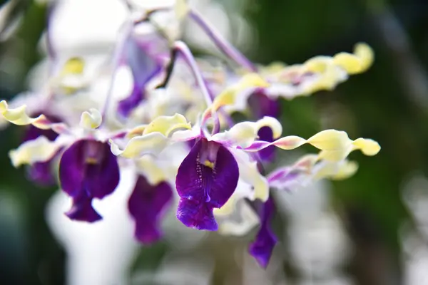 Vacker Typ Orkidé Blomma Instängd — Stockfoto