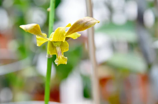 Schöne Art Von Orchideenblume Geschlossenen Oben — Stockfoto