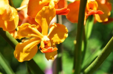 Kapalı kapılar ardında güzel bir orkide çiçeği.