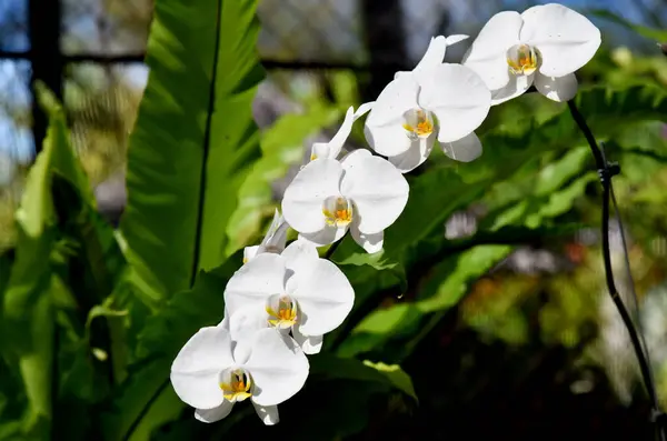 Тип Орхидеи Закрытом Виде — стоковое фото