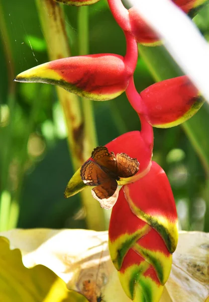 나비가 아름다운 — 스톡 사진
