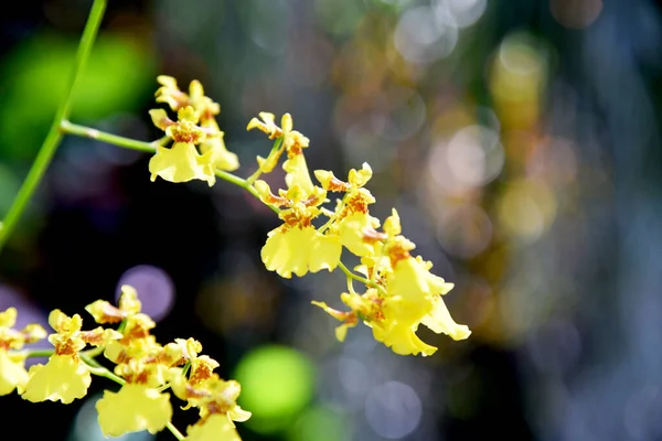 Piękny Typ Orchidei Kwiat Zamknięty — Zdjęcie stockowe