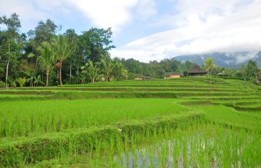 Güzel bir pirinç terası ve güzel bir havada küçük pirinç bitkisi.