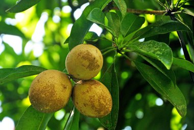 Brown Balinese Kiwi / sapodilla fruit growth on the tree