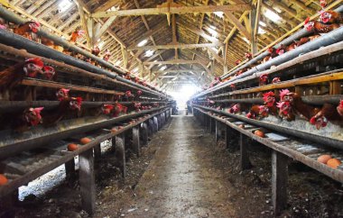 Bir sürü sağlıklı tavuk ve taze yumurtalı tavuk çiftliği.