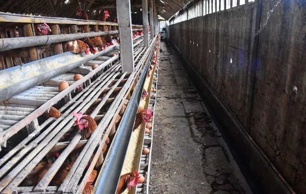Bir sürü sağlıklı tavuk ve taze yumurtalı tavuk çiftliği.