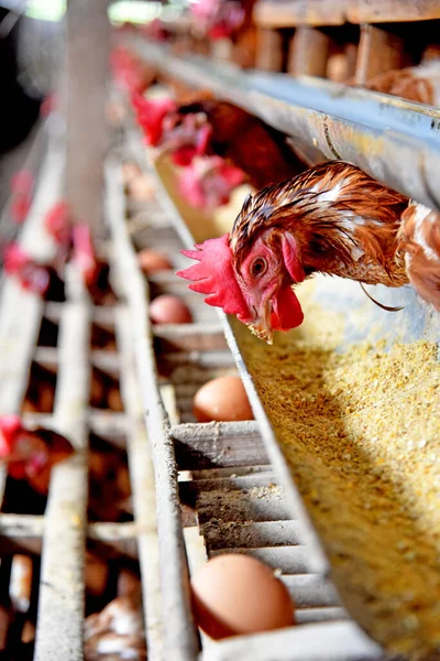 Bir sürü sağlıklı tavuk ve taze yumurtalı tavuk çiftliği.