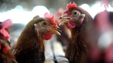 Bir sürü sağlıklı tavuk ve taze yumurtalı tavuk çiftliği.