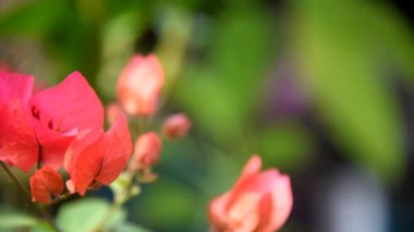 Kırmızı Bougainvillea şelalesinin büyümesi üç deyince bokeh arkaplan ile