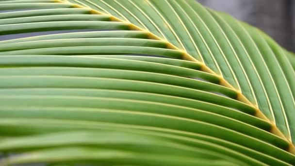 코코넛 녹색을 바람을 가까이 천천히 — 비디오