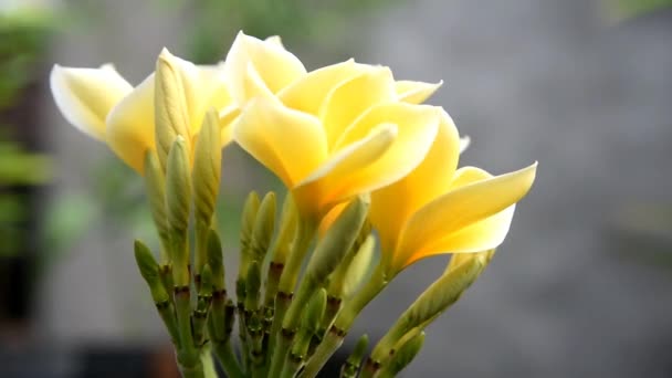 Frangipani Fleurs Couleur Jaune Blanc Déplaçant Lentement Soufflant Par Vent — Video