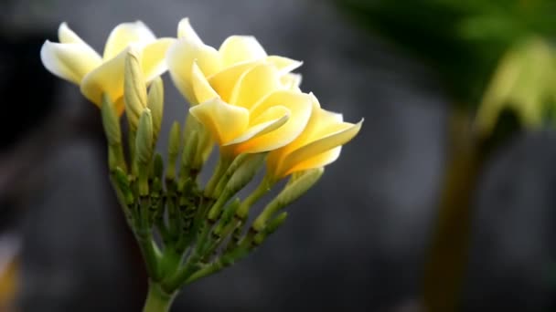 Квіти Франгіпані Жовтого Білого Кольору Рухаються Повільно Дме Гладким Вітром — стокове відео